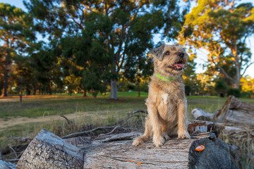 Scotty the Boarder Terrier playing in the park