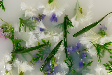ite and purple flowers with green leaves in white water