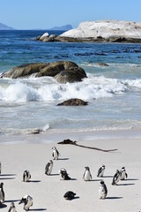 Wonderful landscape with Jackass Penguins at Boulders Beach in Cape Town, South Africa