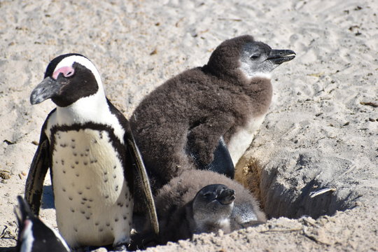 Closeup of three cute Jackass Penguins on the Boulders Beach in Cape Town in South Africa
