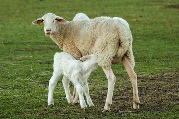 Obraz premium Beautiful lamb in the landscape