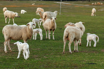 Obraz na płótnie Canvas Beautiful lambs with its mothers