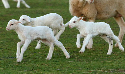 Fototapeta premium Beautiful lambs in the landscape
