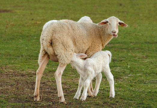 Beautiful lamb in the landscape