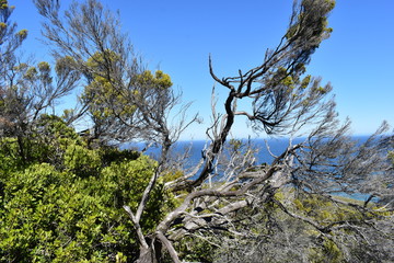 Beautiful nature at the Cape Point from  the Cape of Good Hope in Cape Town on the Cape Peninsula Tour in South Africa