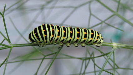 Little caterpillar of Machaon (Papilio machaon) on thin fennel stalk, close-up