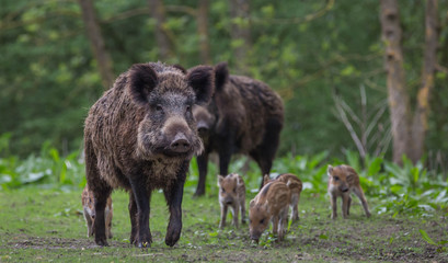 Wild boar with young