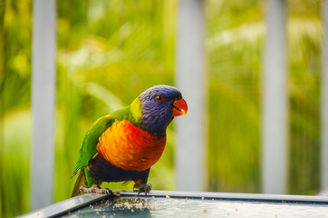 Blue green yellow lorikeet parrot birds enjoying eating with friends and family