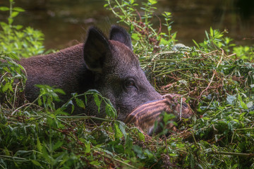 Wild boar with young