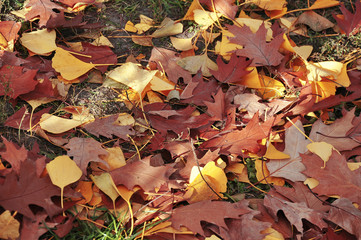 Autumn leaves lie on the ground in the forest. Park landscape of the colourful red and yellow leaf. Golden closeup nature