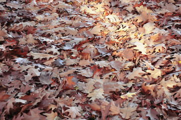 Autumn leaves lie on the ground in the park. Forest landscape of the colourful red and yellow leaf. Golden closeup nature