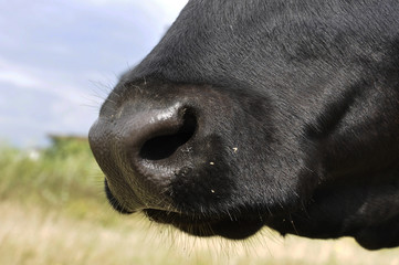 The portrait of the big black cow on the farm. Nose of the mare in the countryside. Closeup photo