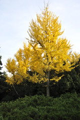 A big yellow tree in bright autumn day. View on the high fall tree outdoors