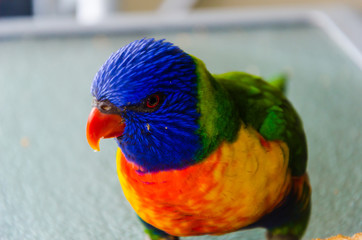 Blue green yellow lorikeet parrot birds enjoying eating with friends and family