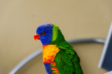 Blue green yellow lorikeet parrot birds enjoying eating with friends and family