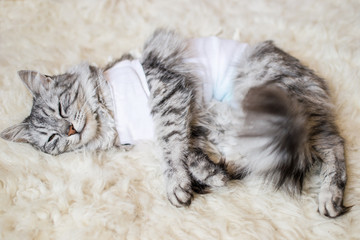 Cat with bandages recovering from surgery for sterilization