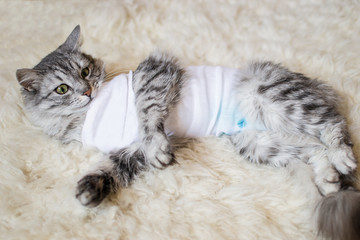 Cat with bandages recovering from surgery for sterilization