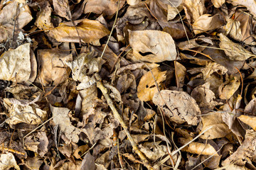 autumn fallen leaves, autumn background