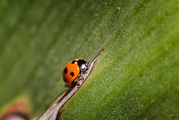 Lady Bug strolls in the Garden