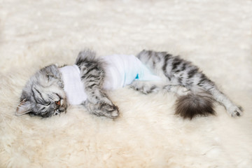 Cat with bandages recovering from surgery for sterilization