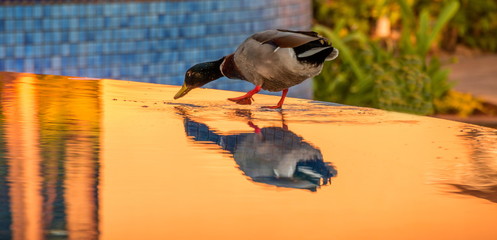 Mallard duck on the side of an outdoor spa with water the color of gold due to sunset reflections 