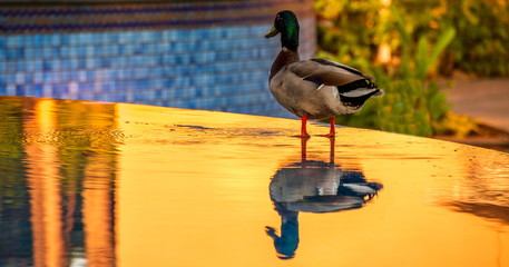 Mallard duck on the side of an outdoor spa with water the color of gold due to sunset reflections 