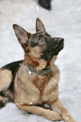 German Shepherd in winter lies on the snow. Clever dog looking