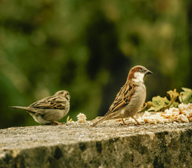 The birds on the feeding time - natural scenery