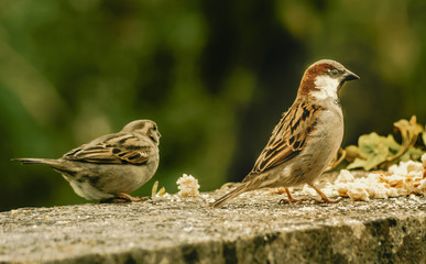 The birds on the feeding time - natural scenery