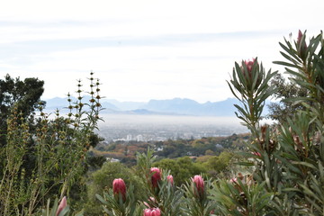 View over Cape Town from the Botanical Garden with many pink King Proteas in front in South Africa