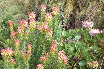 Colorful pink King Protea plants in the Botanical Garden in Cape Town in South Africa &ndash; the national flower of South Africa