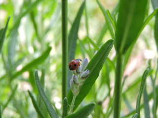 Coccinelle