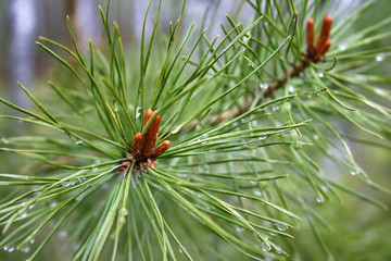 Naklejka na ściany i meble Coniferous tree with sprouts and water drops