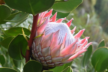 Colorful pink King Protea in the Botanical Garden in Cape Town in South Africa – the national flower of South Africa - obrazy, fototapety, plakaty