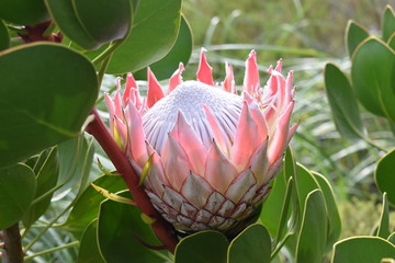 Colorful pink King Protea in the Botanical Garden in Cape Town in South Africa – the national flower of South Africa