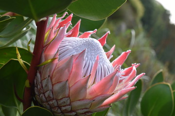 Colorful pink King Protea in the Botanical Garden in Cape Town in South Africa – the national...