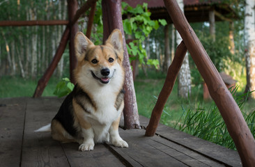 The dog Welsh Corgi pembroke rests on the veranda of his house.
