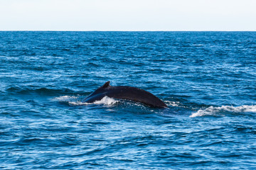 Fototapeta premium Schwanz eines Wals in Husavik, Island. Walbeobachtung auf Island.