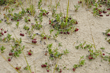 Red ripe cowberry grow on the sand in the green forest
