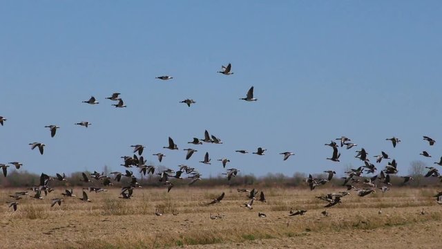 Flock Of wild migratory geese sit on the field to relax. The wedge of wild birds in flight in the hunting season.    