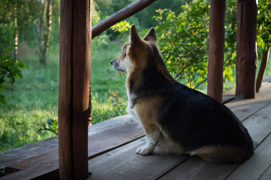 The dog Welsh Corgi pembroke rests on the veranda of his house.