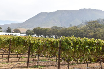 Fototapeta na wymiar Famous Groot Constantia Wine Estate in Cape Town, South Africa