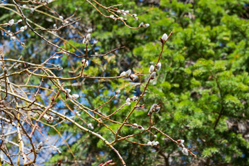 Blossoming branch of a willow salix krasnotal close up on sky background, spring landscape  
