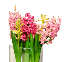 Pink Hyacinth isolated in white background