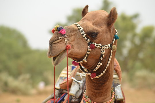 camel portrait in Rajasthan desert