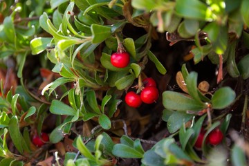 Planta de Gayuba uva ursi con los Frutos  de Color Rojo 