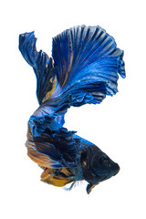 Blue yellow siamese fighting fish, betta fish isolated on gray background