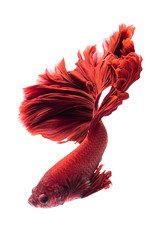 Red siamese fighting fish, betta fish isolated on white background.