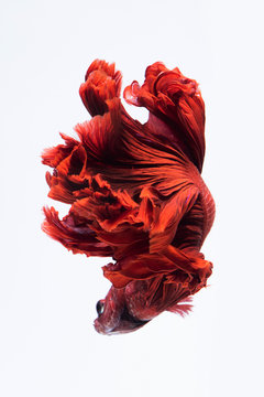 Red siamese fighting fish, betta fish isolated on white background.
