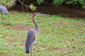 Heron Giant - Ardea goliath stands on green grass